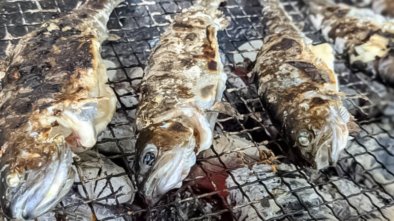 ニジマス釣り